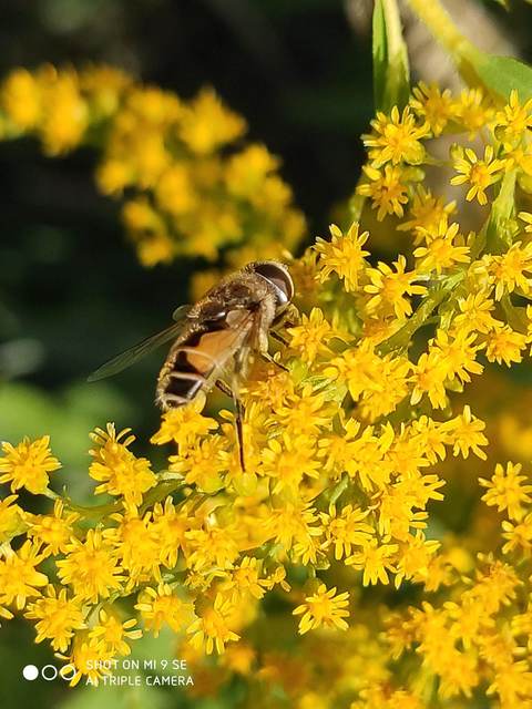 Eristalis arbustorum - fehérarcú herelégy