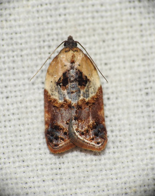 Acleris variegana - tarka levélmoly