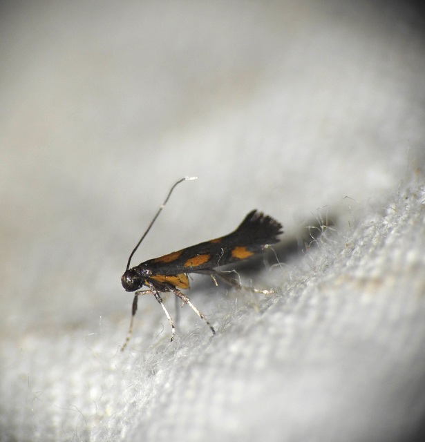 Euspilapteryx auroguttella - orbáncfű-keskenymoly