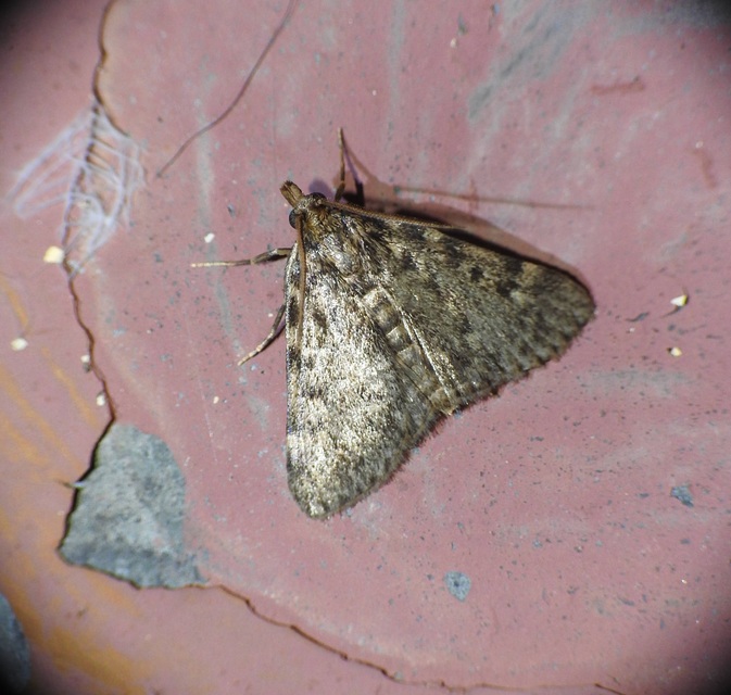 Aglossa pinguinalis - zsiradékmoly