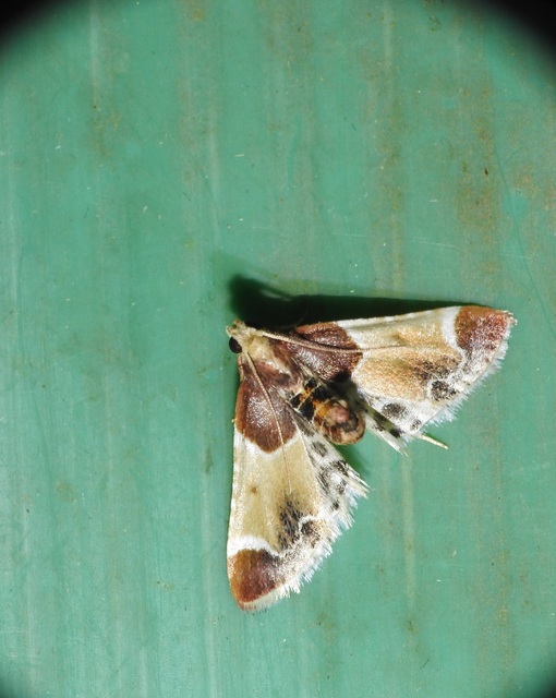 Pyralis farinalis - lisztilonca