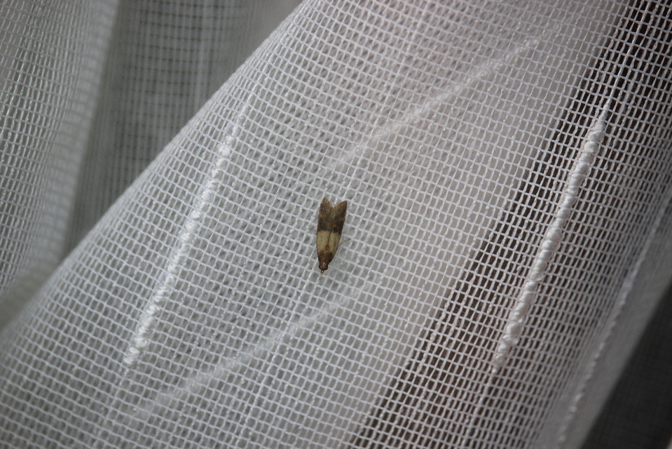 Plodia interpunctella - aszalványmoly