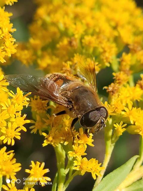 Eristalis tenax - közönséges herelégy