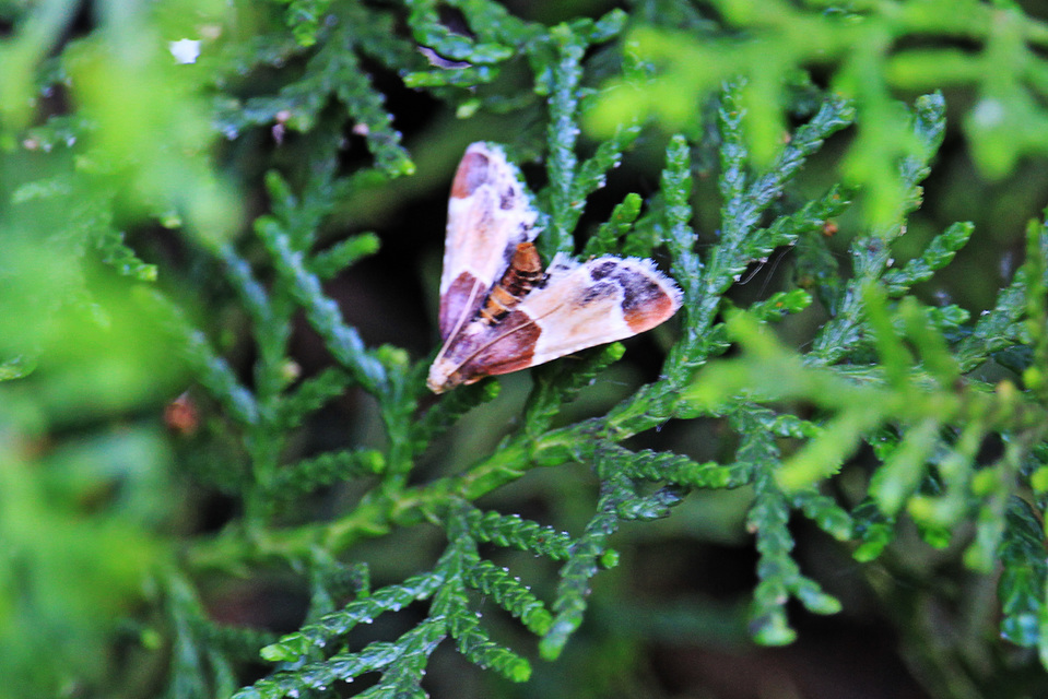 Pyralis farinalis - lisztilonca