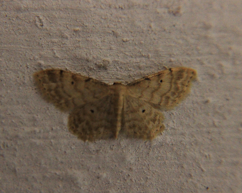 Idaea fuscovenosa - szürkeszélű apróaraszoló