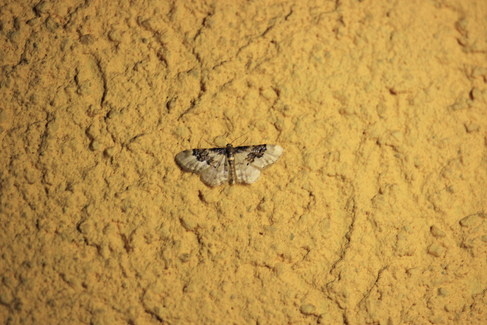 Idaea rusticata - tarka apróaraszoló