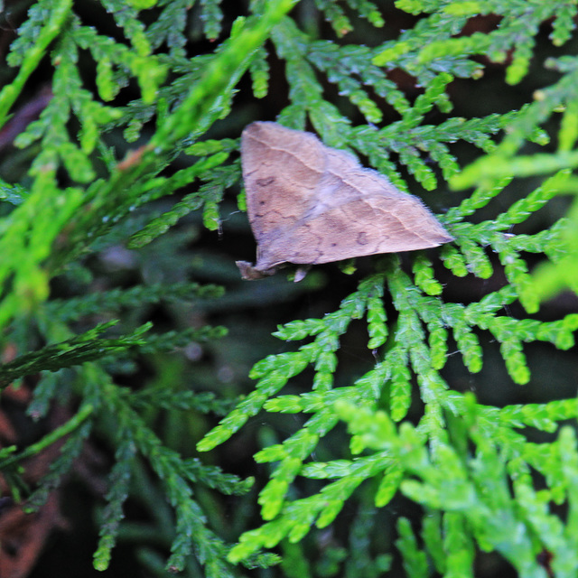Pechipogo plumigeralis - tollascsápú karcsúbagoly