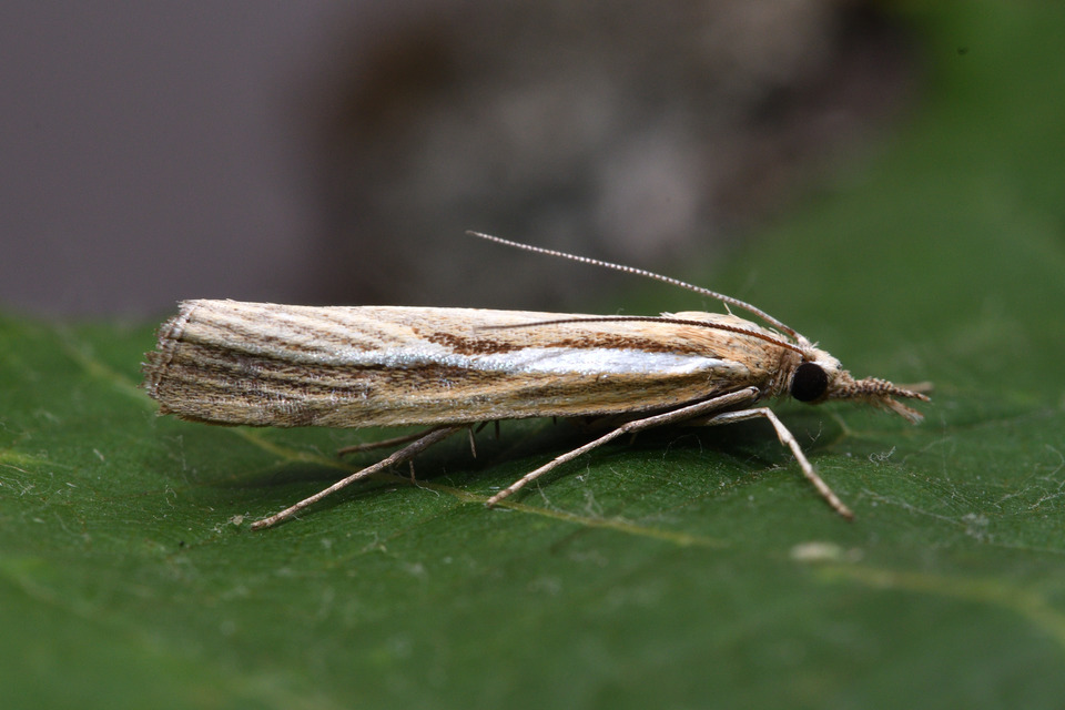 Agriphila tristella - gyászos fűgyökérmoly