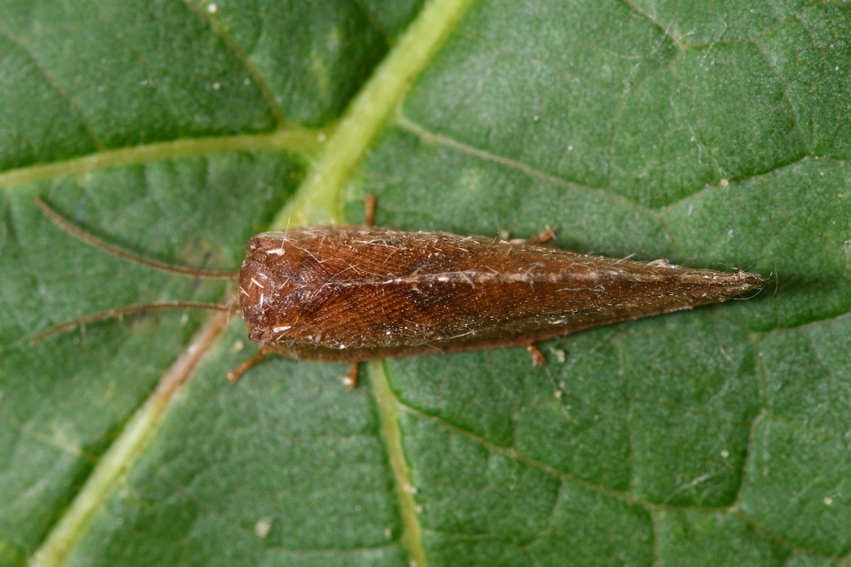 Drepanepteryx phalaenoides