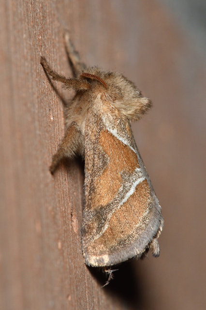 Triodia sylvina - kis gyökérrágólepke