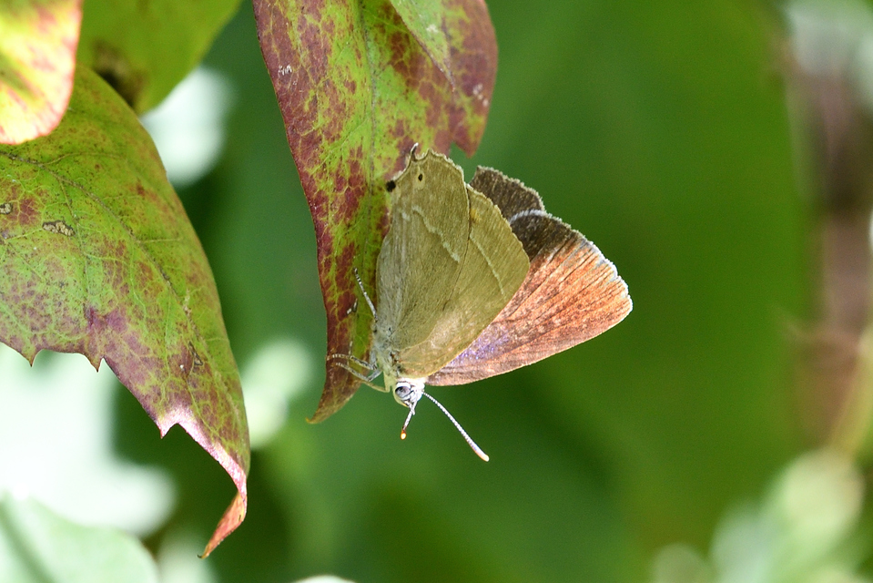 Neozephyrus quercus - tölgyfalepke