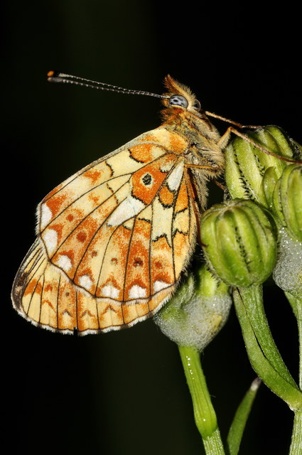 Boloria euphrosyne - árvácska-gyöngyházlepke