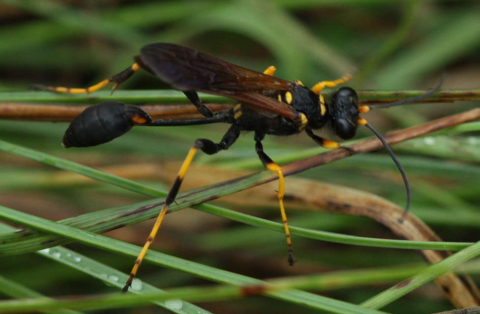 Sceliphron caementarium - feketenyelű lopódarázs