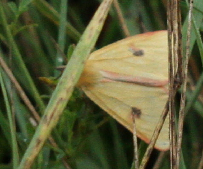 Diacrisia sannio - vörösszélű medvelepke