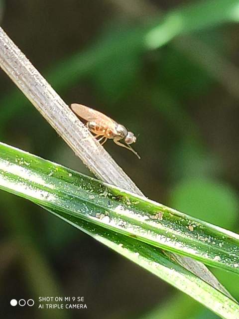 Scaptomyza