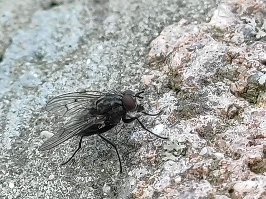 Muscidae - igazi legyek