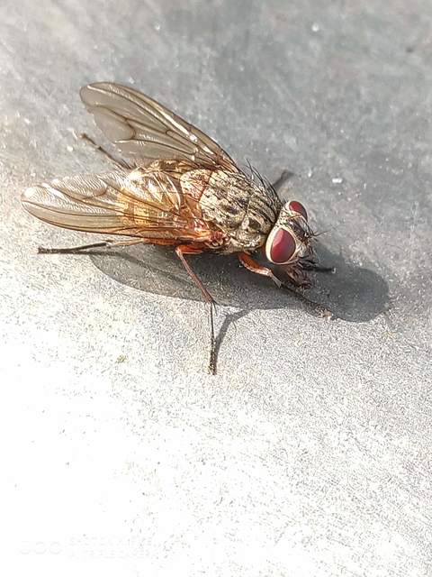 Phaonia valida