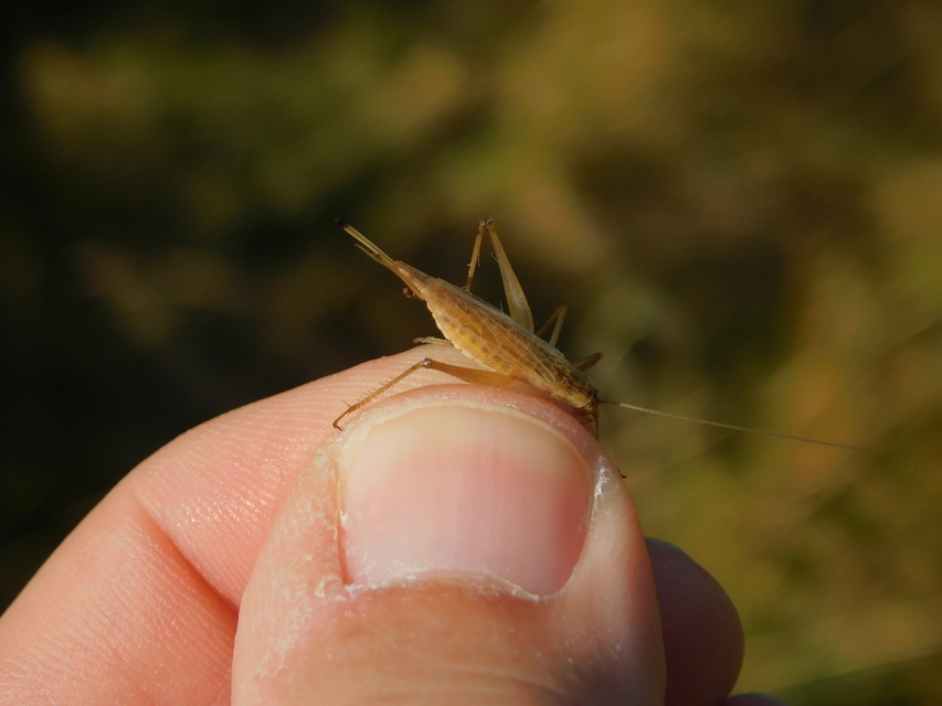 Oecanthus pellucens - pirregőtücsök