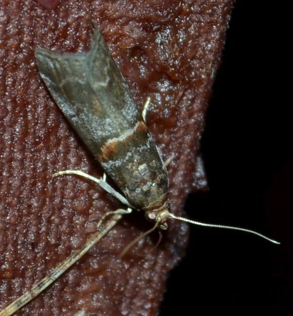 Acrobasis suavella - karszterdei karcsúmoly