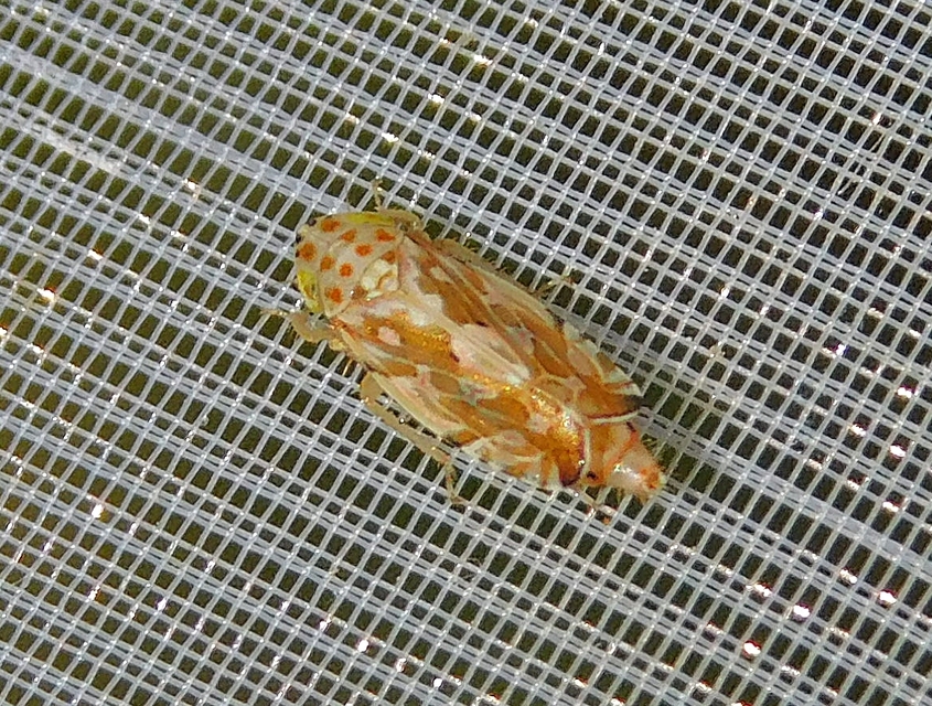 Metalimnus