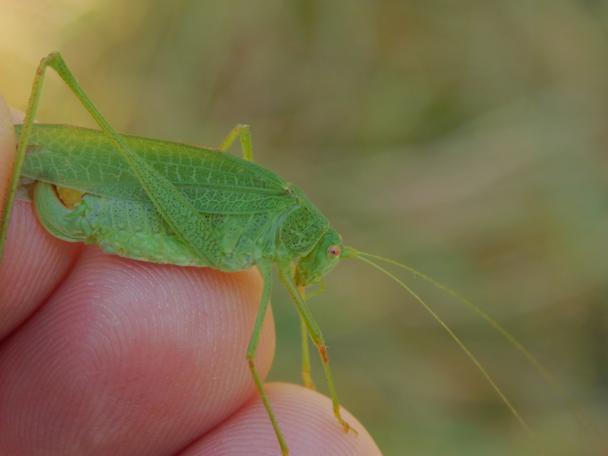 Phaneroptera nana - pontozott repülőszöcske