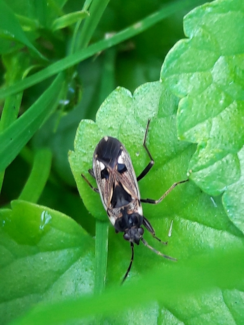 Rhyparochromus vulgaris - közönséges díszesbodobács