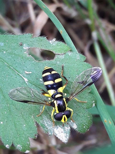 Xanthogramma pedissequum - gyakori oldalsávoslégy
