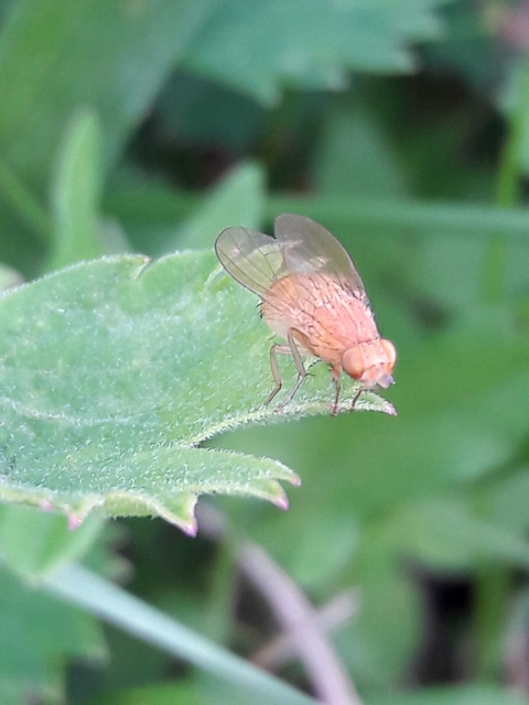Lauxaniidae - pudvalegyek