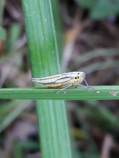 Cicadella viridis - méregzöld kabóca