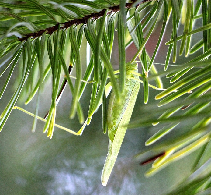 Phaneroptera nana - pontozott repülőszöcske