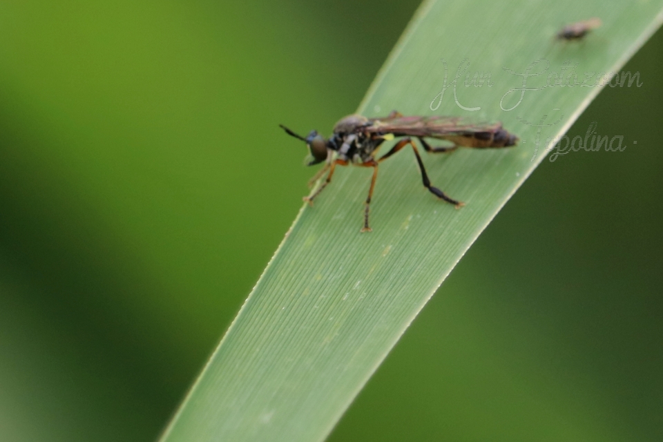 Dioctria