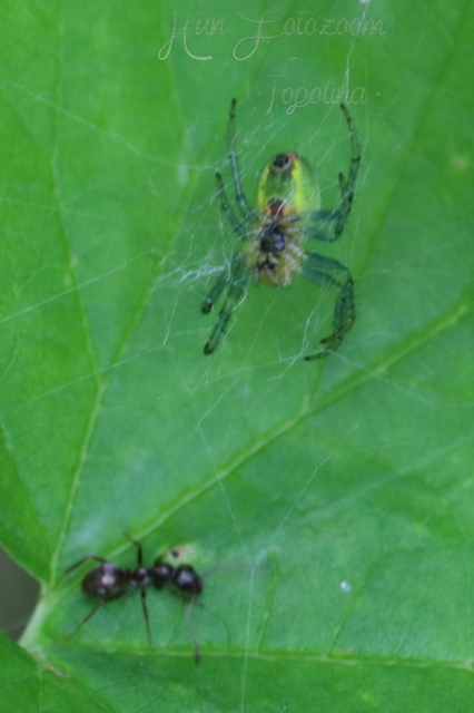 Araniella