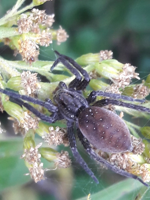 Dolomedes plantarius - parti vidrapók
