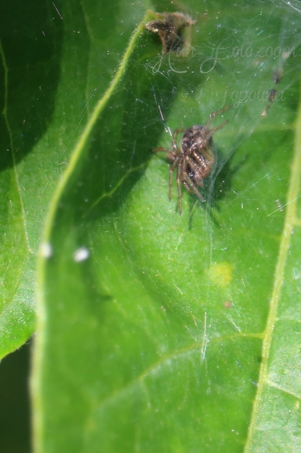 Dictynidae - hamvaspókok