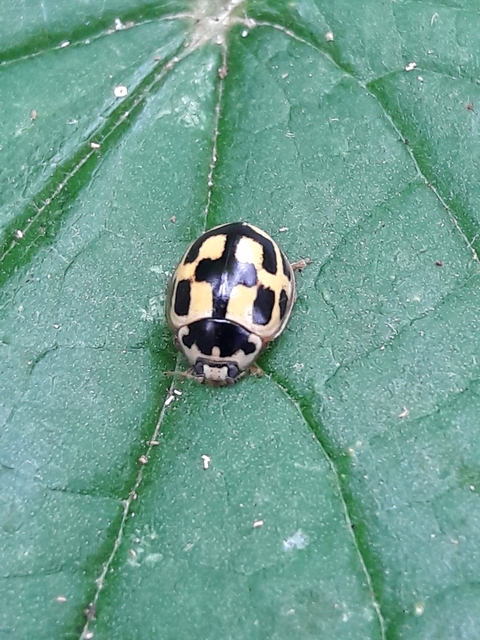 Propylea quatuordecimpunctata - tizennégypettyes füsskata