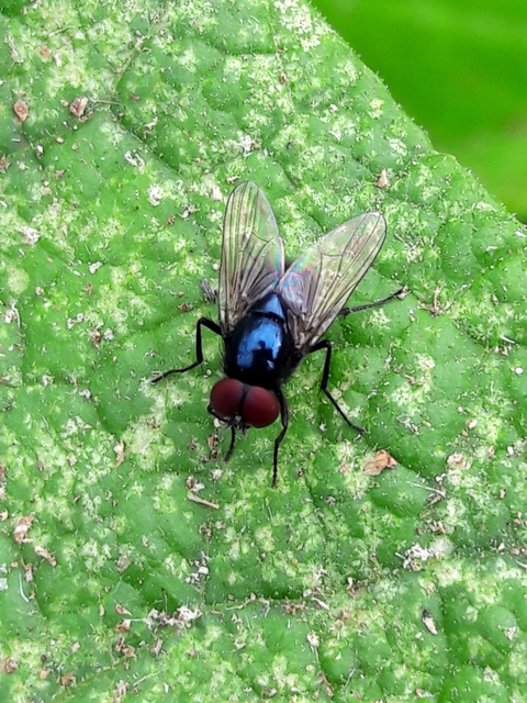 Hydrotaea ignava
