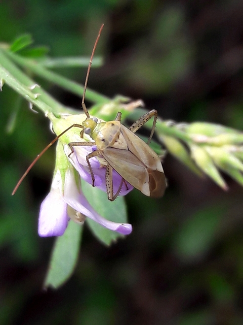 Adelphocoris lineolatus - lucernapoloska