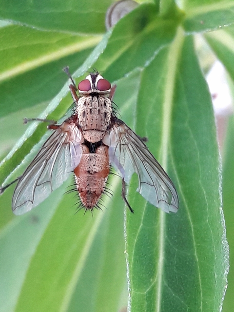 Dexia rustica - cserebogár-fürkészlégy