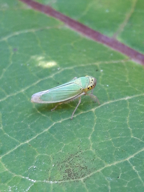 Cicadella viridis - méregzöld kabóca