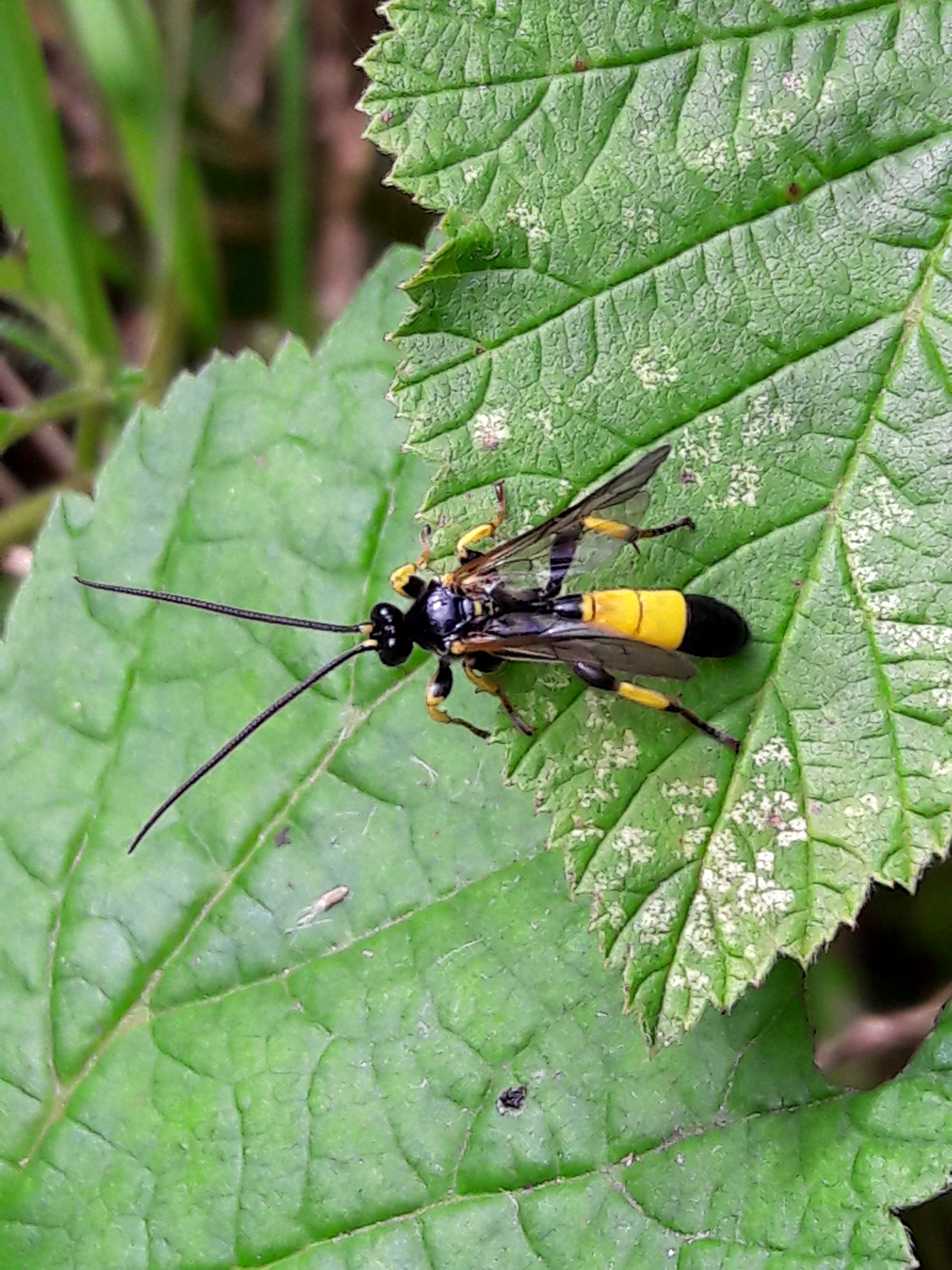 Colpotrochia cincta