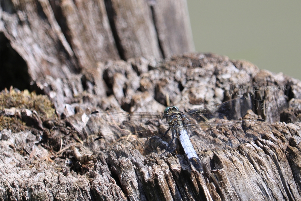 Orthetrum albistylum - fehérfarkú pásztorszitakötő