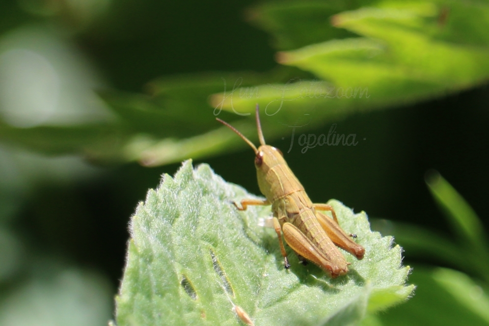 Chorthippus (Chorthippus) (subgenus)