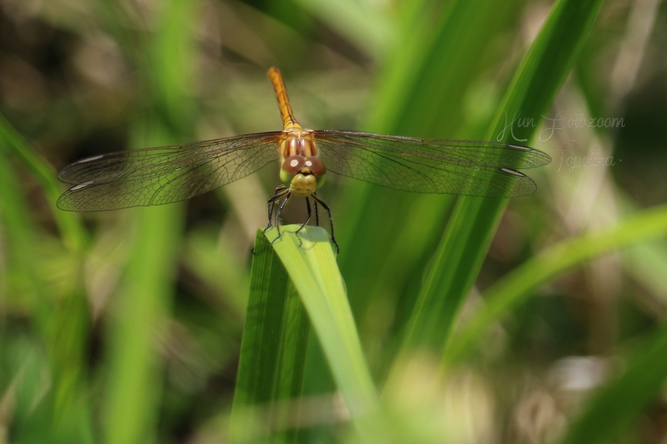 Sympetrum striolatum/vulgatum/meridionale