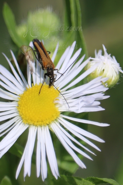 Oedemera femorata - sárgahátú álcincér