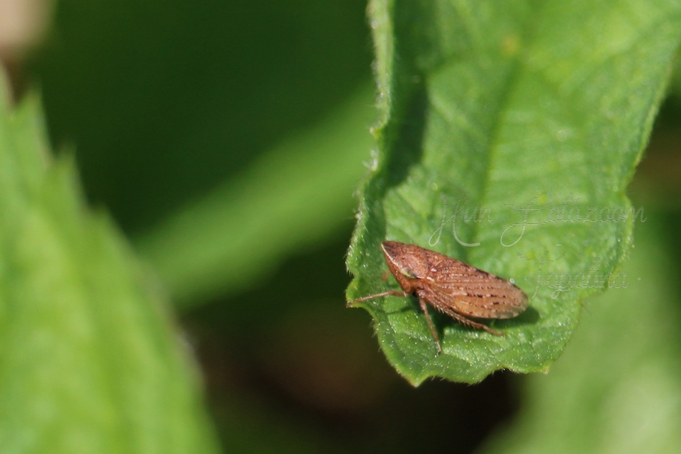 Aphrodes