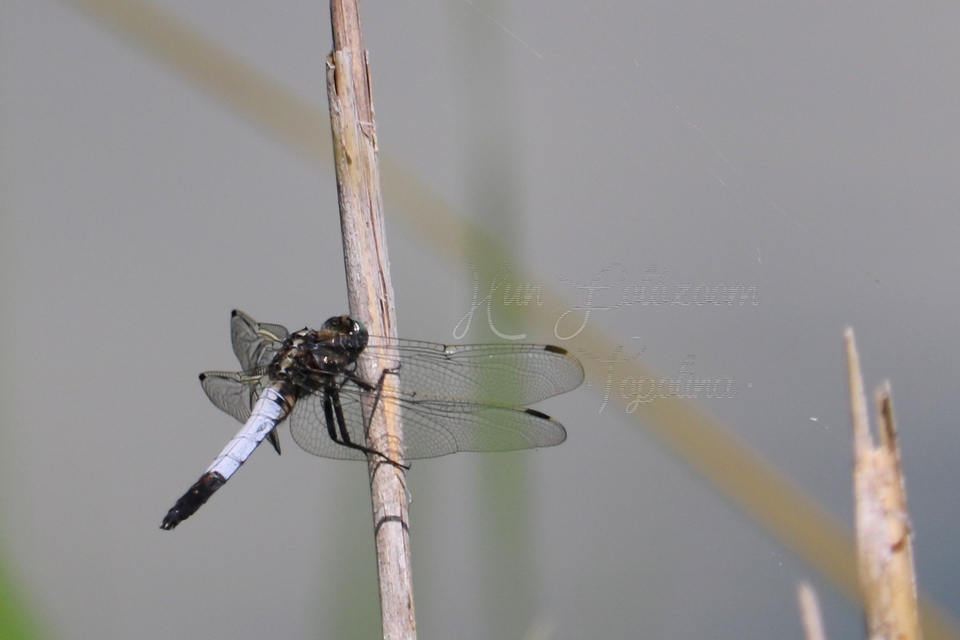Orthetrum albistylum - fehérfarkú pásztorszitakötő
