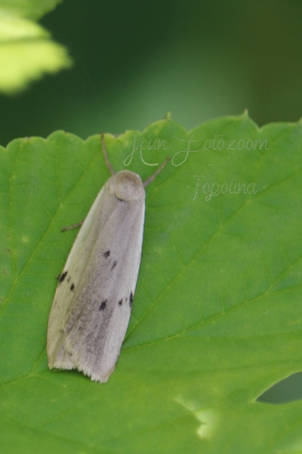 Pelosia muscerda - hamvas zuzmószövő