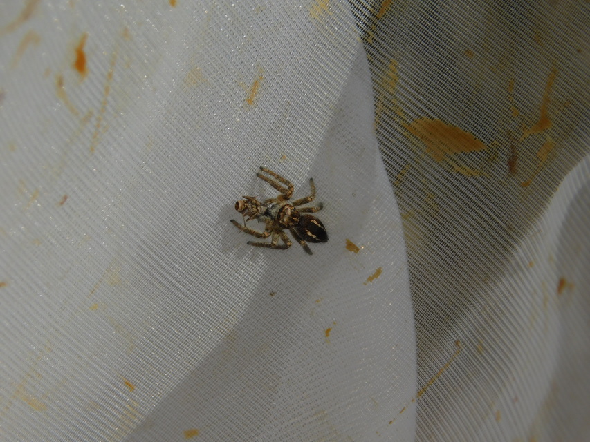 Philaeus chrysops - piros ugrópók