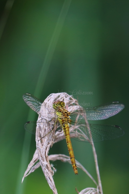Sympetrum striolatum/vulgatum