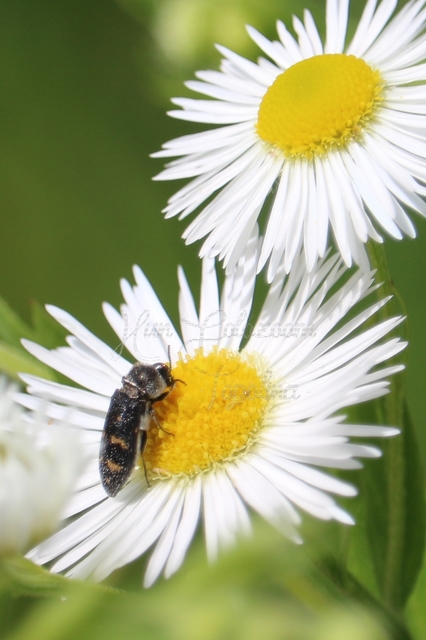 Acmaeoderella flavofasciata - sárgacsíkos zömökdíszbogár